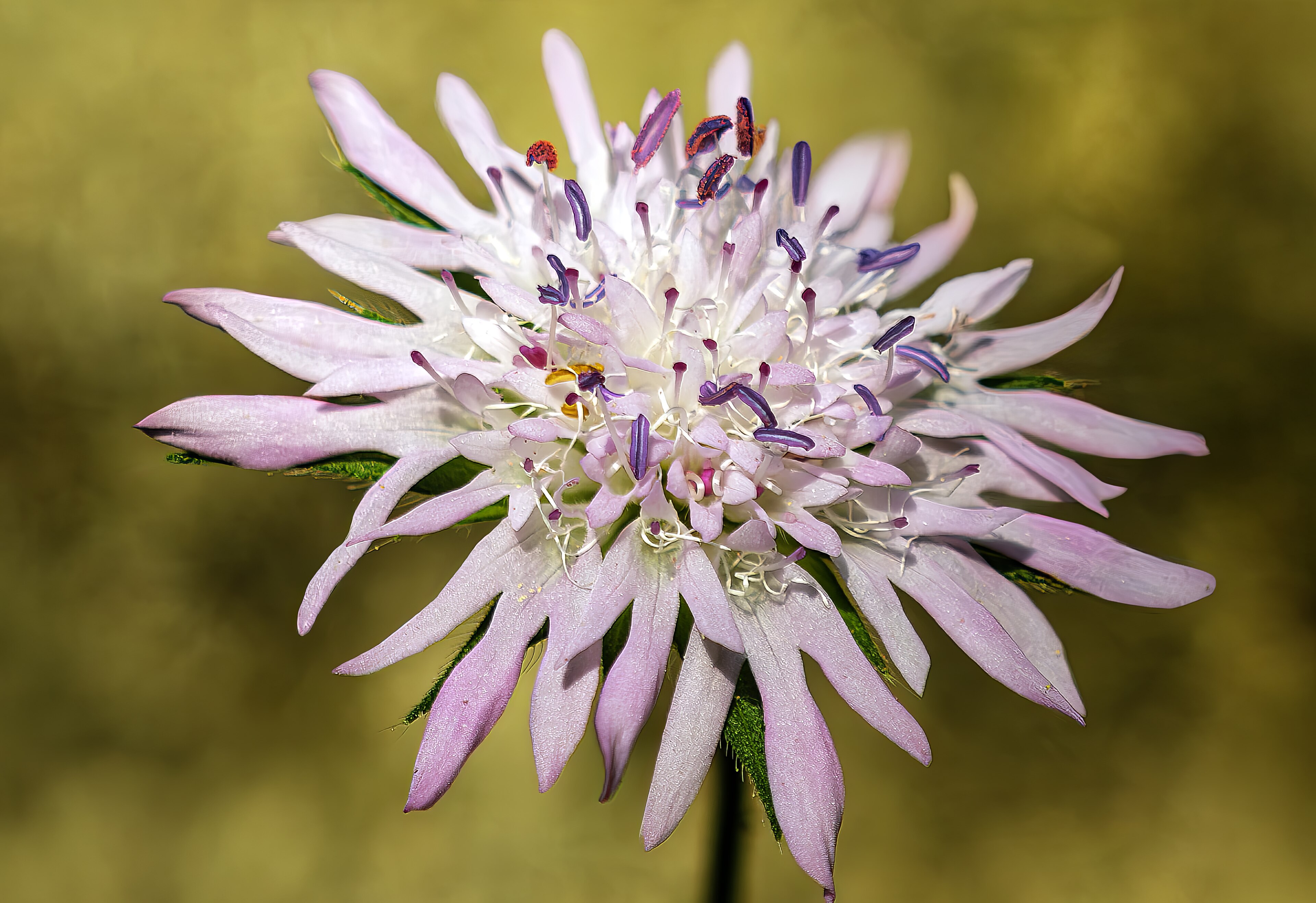 Knautie des champs (Knautia) — photo botanique