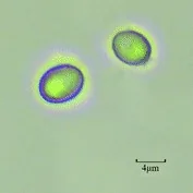 Komagataella pseudopastoris (Komagataella pseudopastoris) — photo mycologique