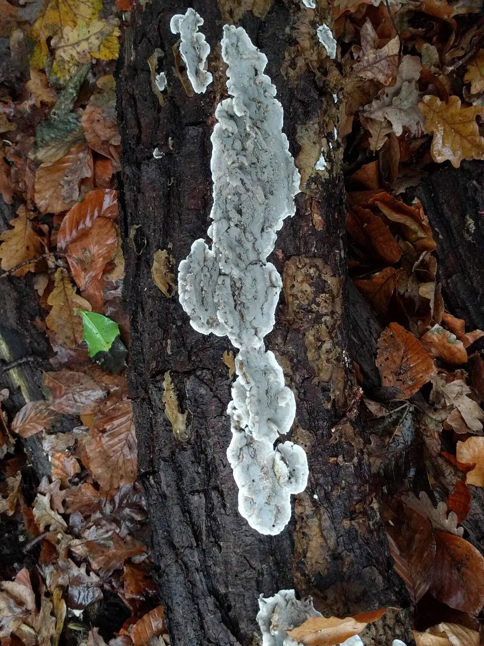 Kretzschmaria macrosperma (Kretzschmaria macrosperma) — photo mycologique