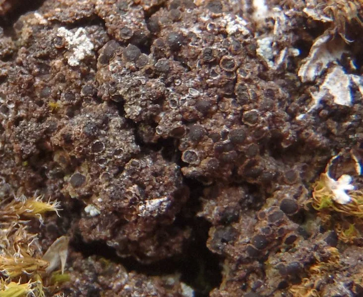 Kudratovia luridata (Kudratovia luridata) — photo mycologique