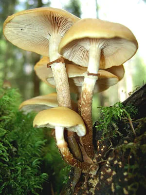 Kuehneromyces mutabilis (Kuehneromyces mutabilis) — photo mycologique