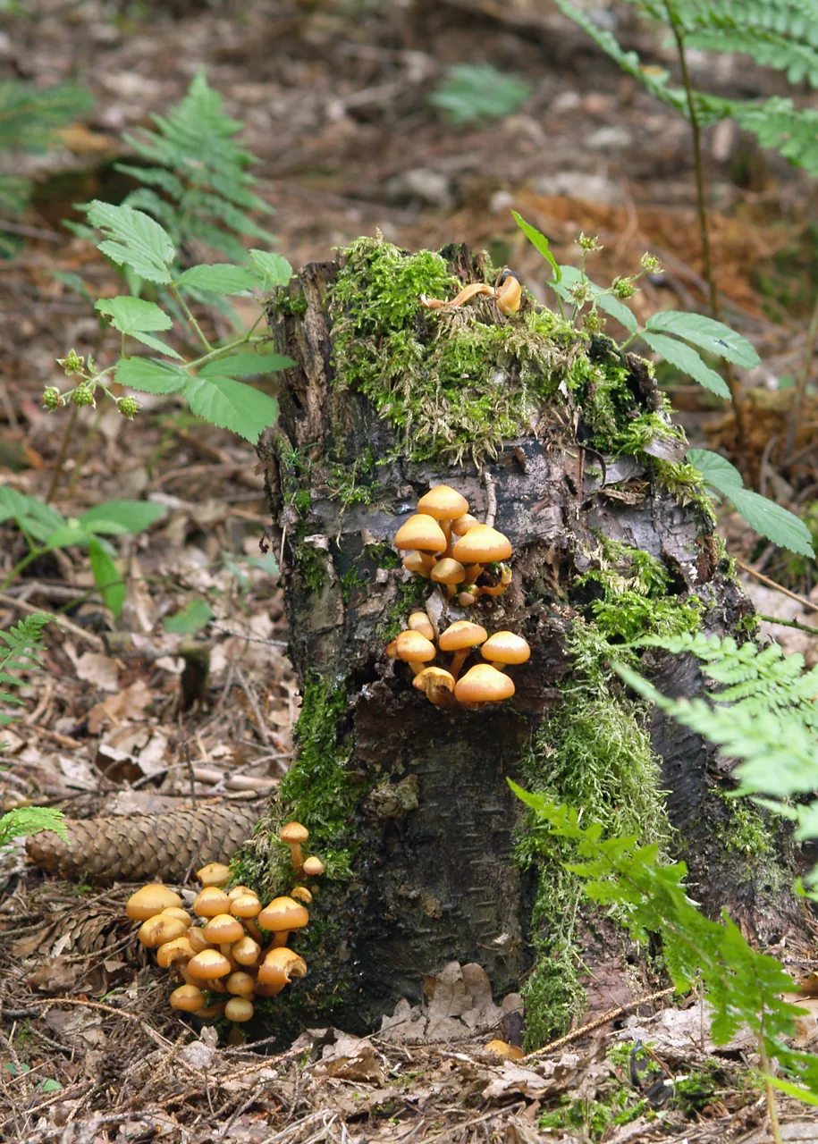 Kuehneromyces obscurus (Kuehneromyces obscurus) — photo mycologique