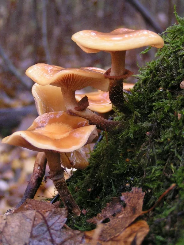Kuehneromyces vinicolor (Kuehneromyces vinicolor) — photo mycologique