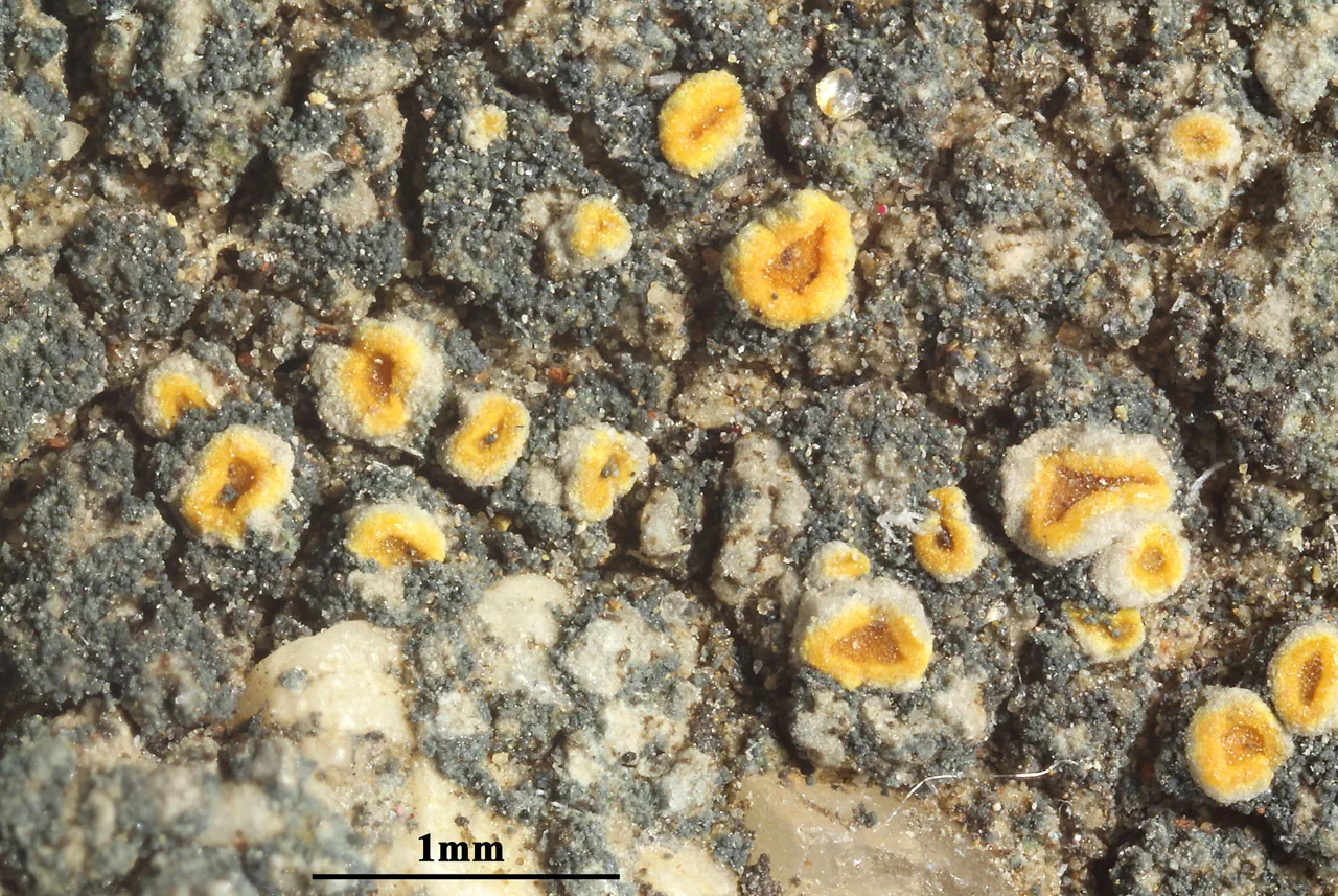 Kuettlingeria soralifera (Kuettlingeria soralifera) — photo mycologique