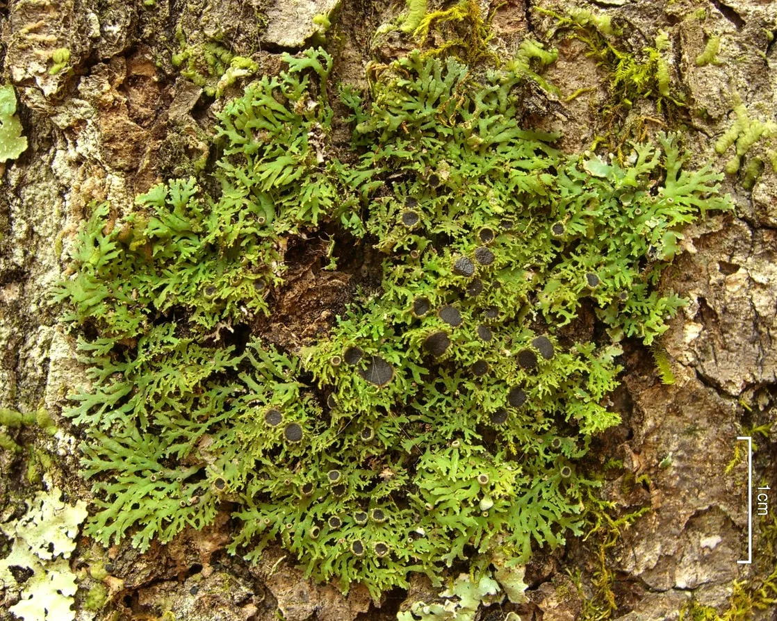 Kurokawia mereschkowskii (Kurokawia mereschkowskii) — photo mycologique