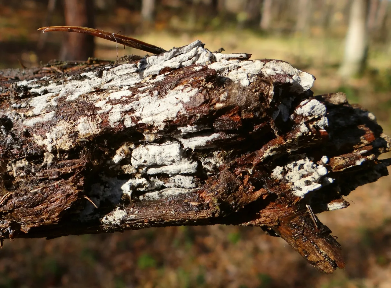 Kurtia argillacea (Kurtia argillacea) — photo mycologique