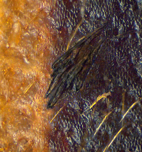 Laboulbenia sphaerii (Laboulbenia sphaerii) — photo mycologique