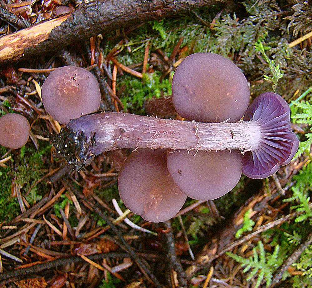 Laccaria amethysteo-occidentalis (Laccaria amethysteo-occidentalis) — photo mycologique