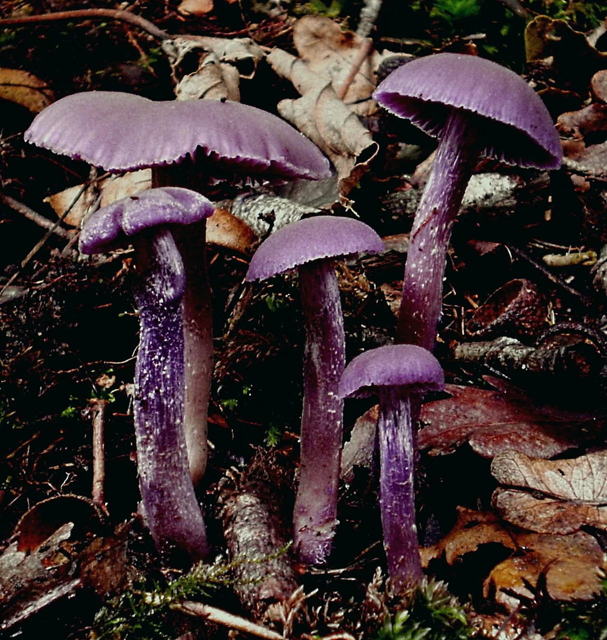 Laque améthyste (Laccaria amethystina) — photo mycologique