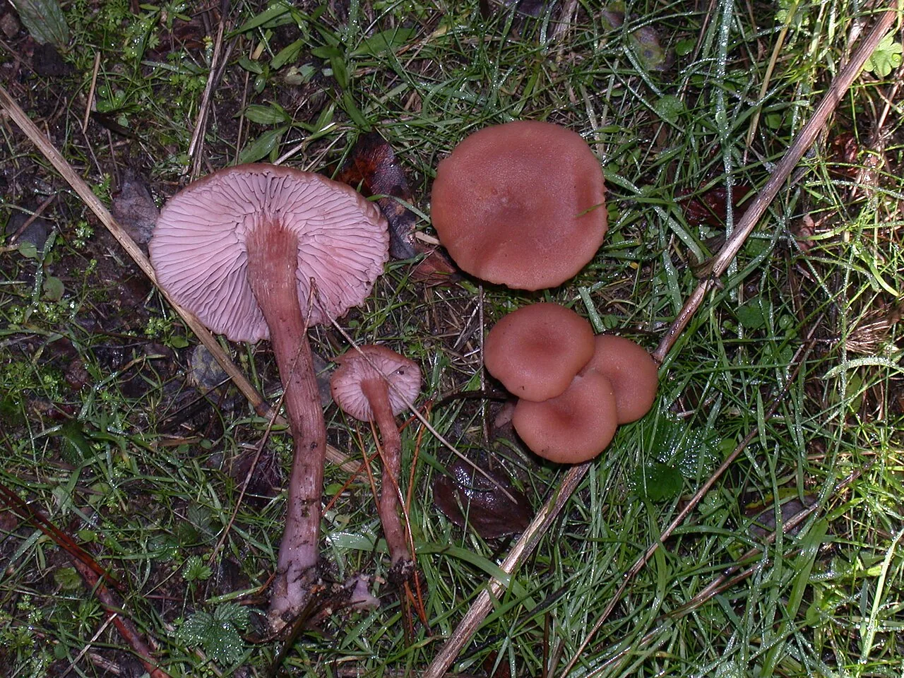 Laccaria avachaensis (Laccaria avachaensis) — photo mycologique