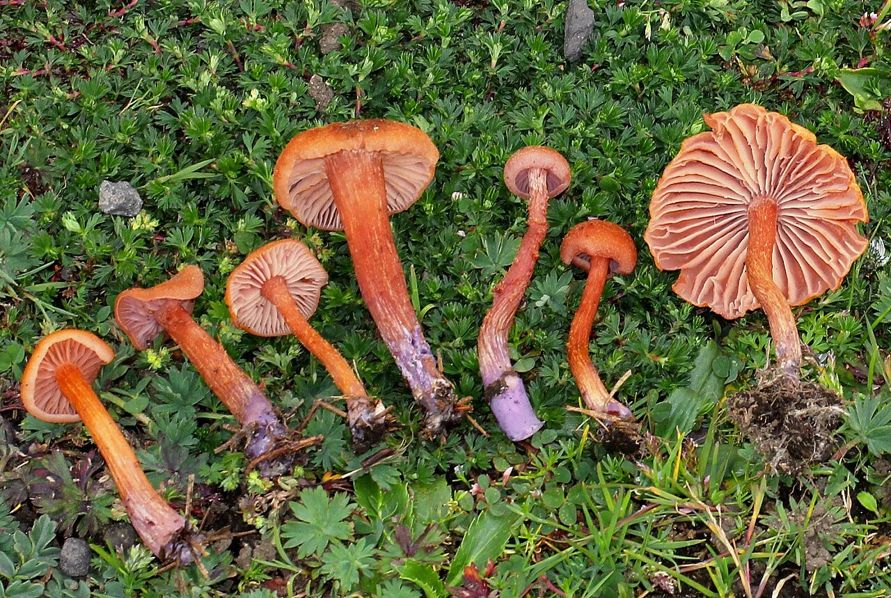 Laccaria bicolor (Laccaria bicolor) — photo mycologique