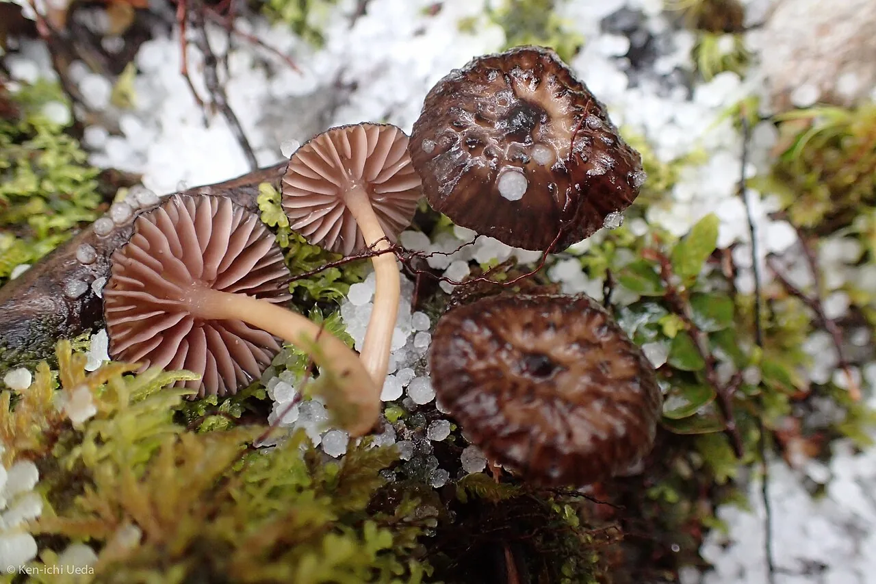 Laccaria fibrillosa (Laccaria fibrillosa) — photo mycologique