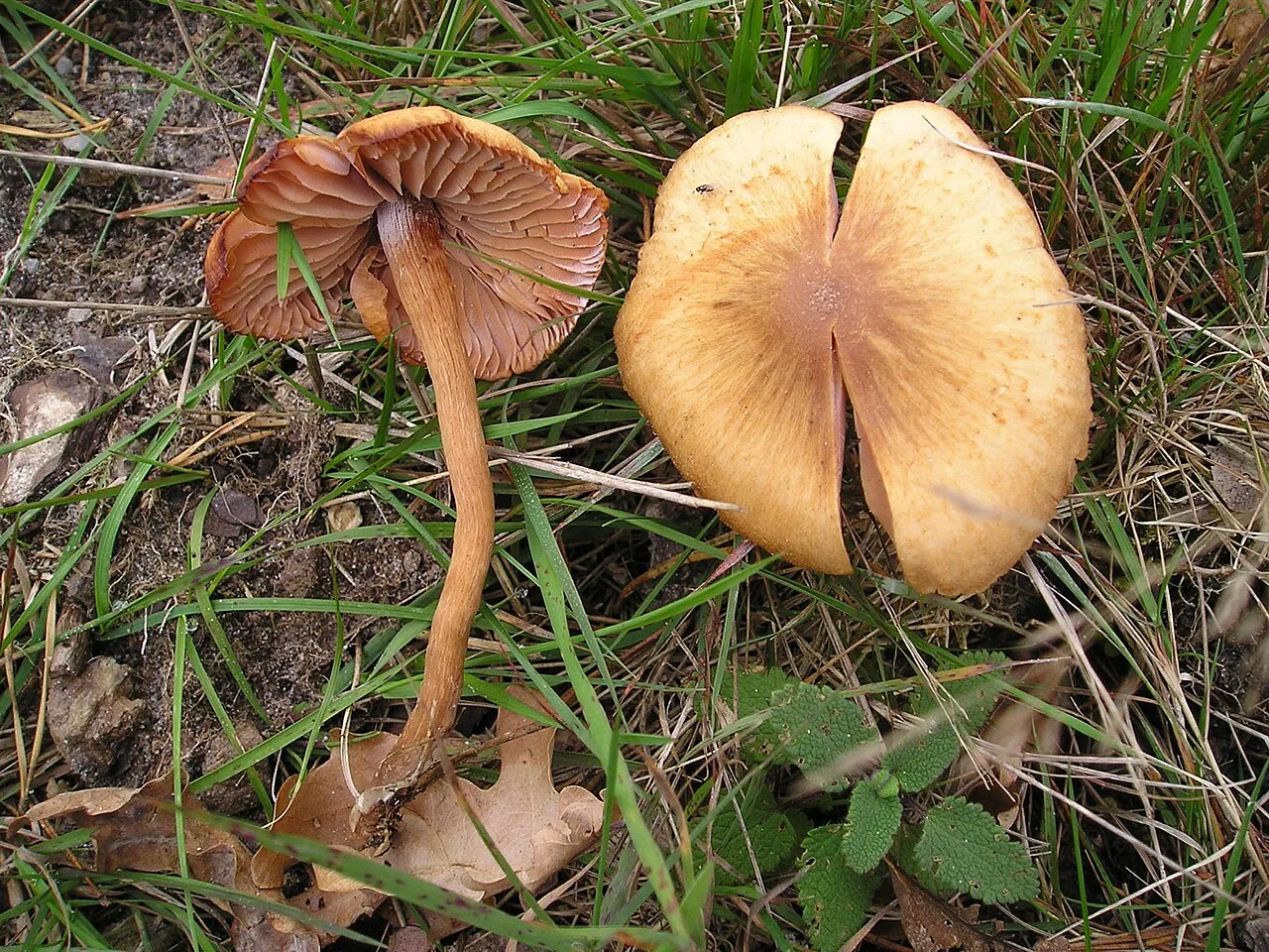 Laccaria laccata (Laccaria laccata) — photo mycologique