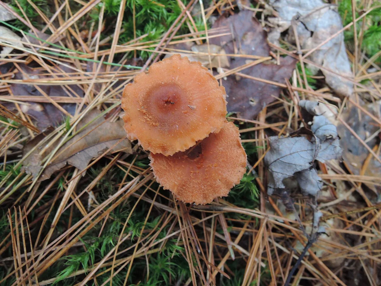 Laccaria nobilis (Laccaria nobilis) — photo mycologique