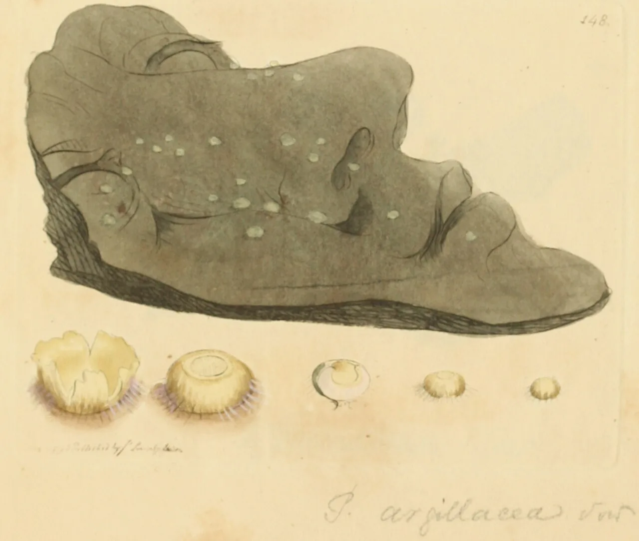 Lachnea suturalis (Lachnea suturalis) — photo mycologique