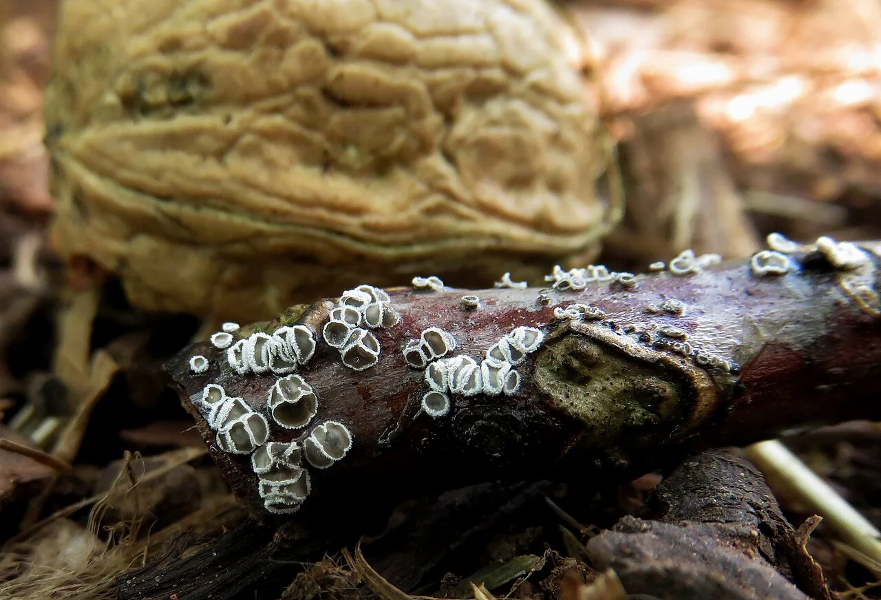 Lachnella capreae (Lachnella capreae) — photo mycologique