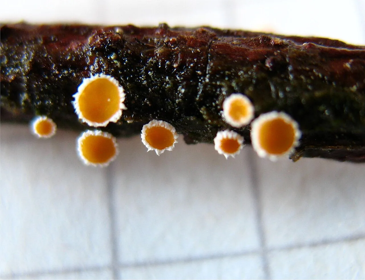 Lachnellula laricis (Lachnellula laricis) — photo mycologique