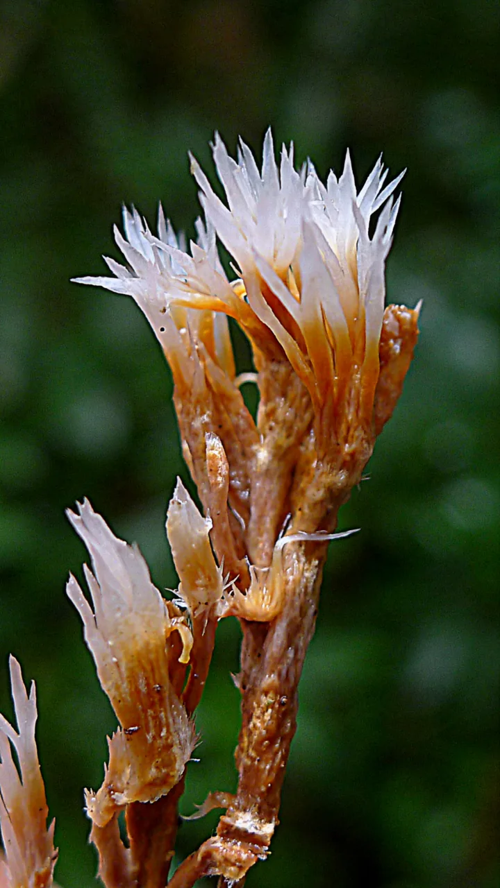 Lachnocladium setulosum (Lachnocladium setulosum) — photo mycologique