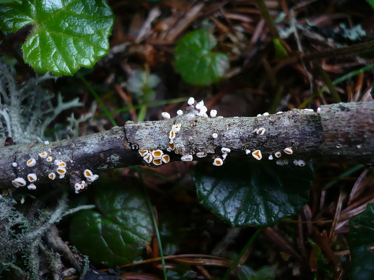 Lachnum luteodiscum (Lachnum luteodiscum) — photo mycologique