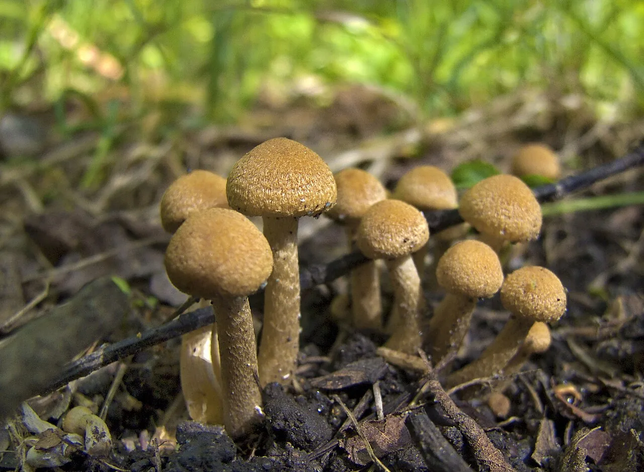 Lacrymaria glareosa (Lacrymaria glareosa) — photo mycologique