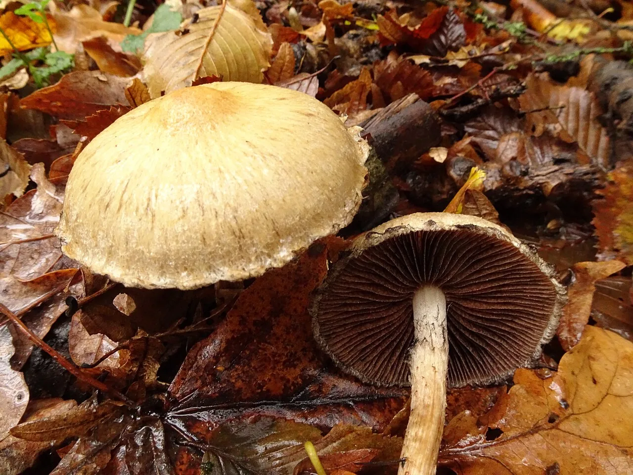 Lacrymaria ignescens (Lacrymaria ignescens) — photo mycologique