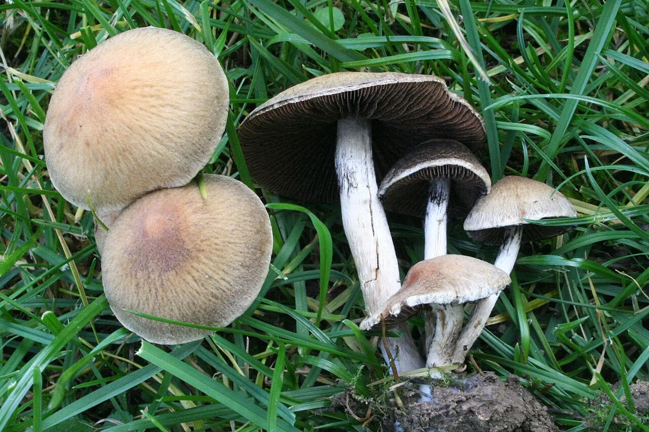 Lacrymaria lacrymabunda (Lacrymaria lacrymabunda) — photo mycologique
