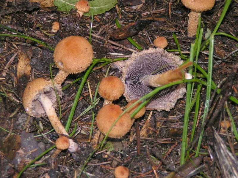 Lacrymaria pyrotricha (Lacrymaria pyrotricha) — photo mycologique