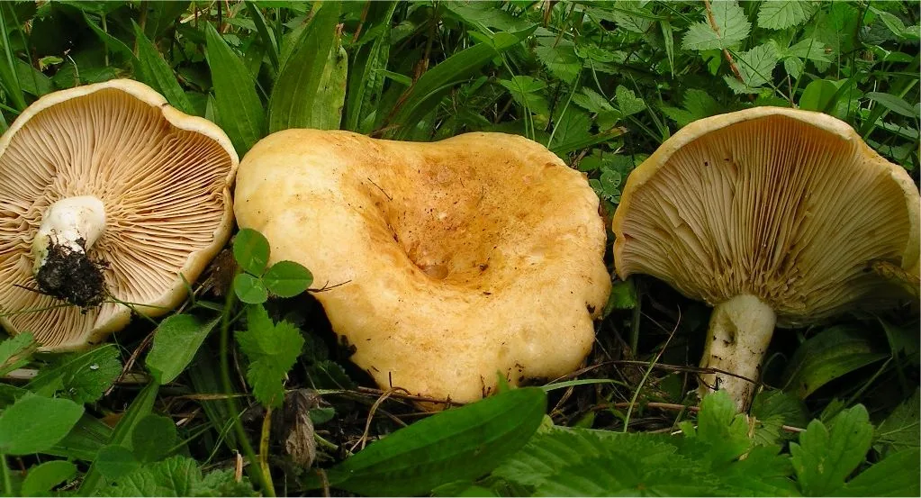 Lactarius acerrimus (Lactarius acerrimus) — photo mycologique