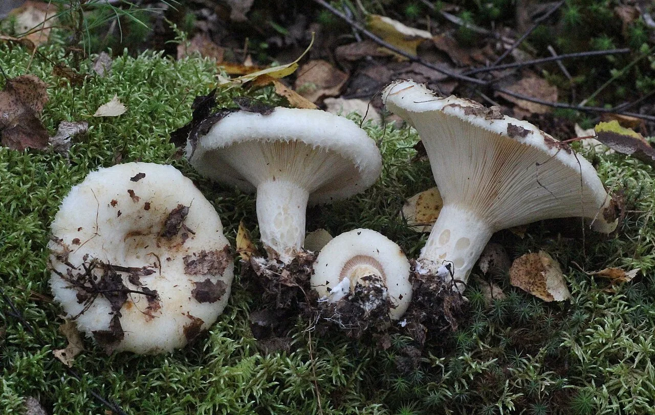 Lactarius aquizonatus (Lactarius aquizonatus) — photo mycologique