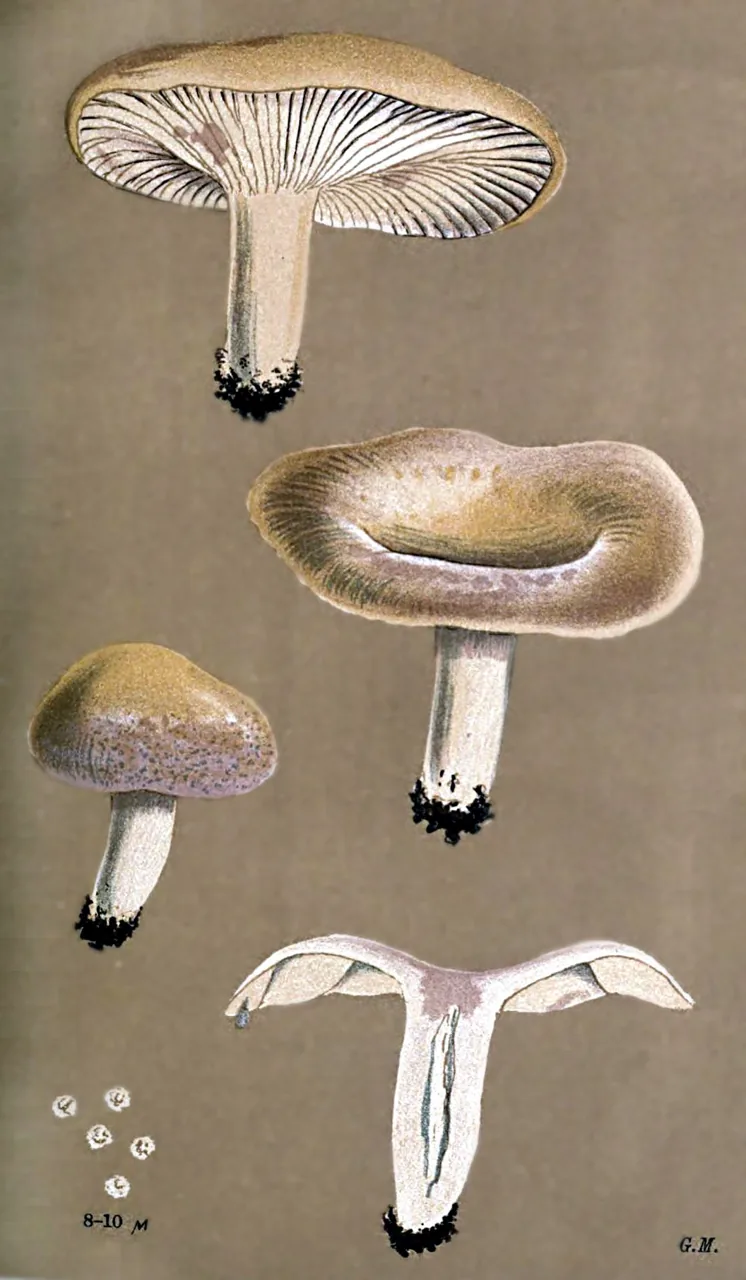 Lactarius aspideus (Lactarius aspideus) — photo mycologique