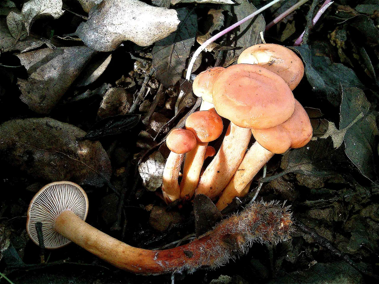Lactarius atlanticus (Lactarius atlanticus) — photo mycologique