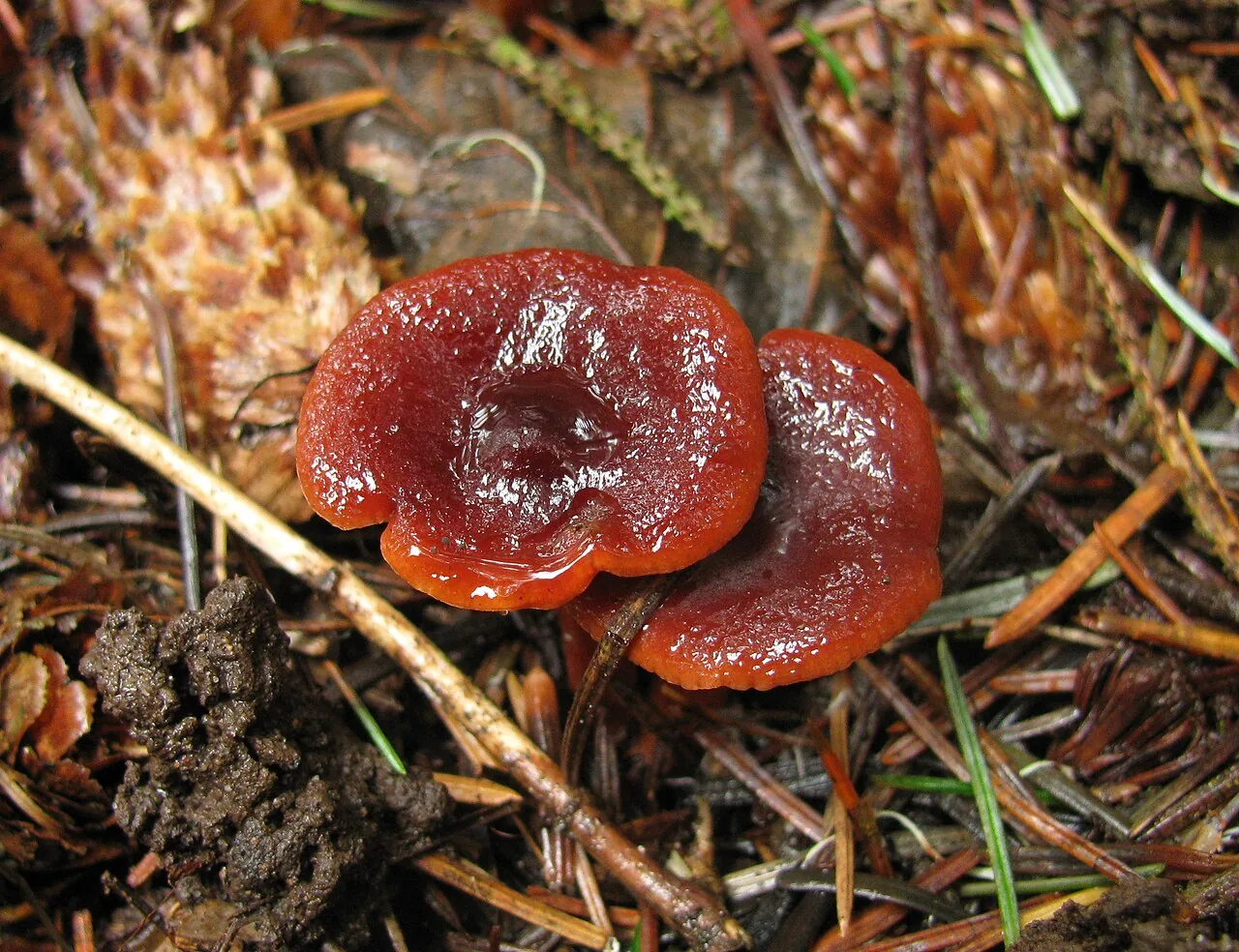 Lactarius atrobadius (Lactarius atrobadius) — photo mycologique