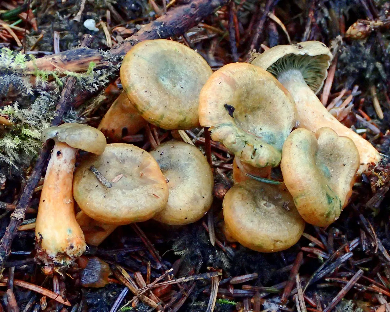 Lactarius aurantiosordidus (Lactarius aurantiosordidus) — photo mycologique