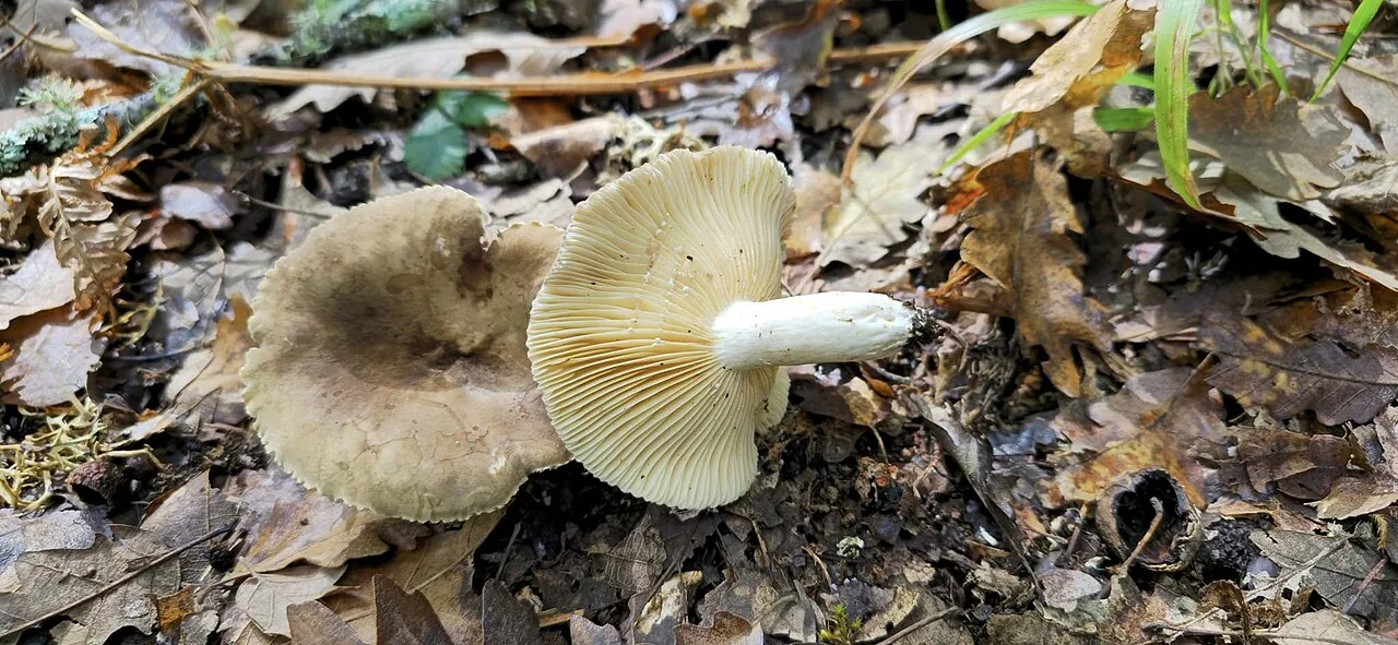 Lactarius azonites (Lactarius azonites) — photo mycologique