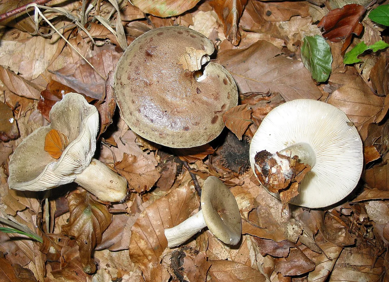 Lactarius blennius (Lactarius blennius) — photo mycologique