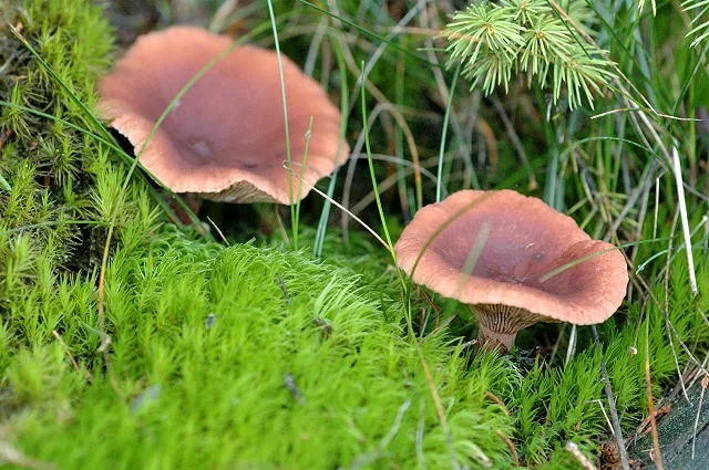 Lactarius camphoratus (Lactarius camphoratus) — photo mycologique