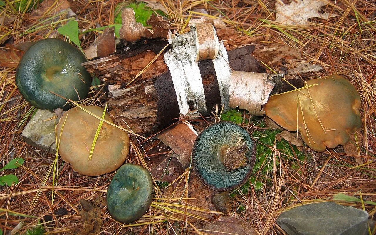 Lactarius chelidonium (Lactarius chelidonium) — photo mycologique
