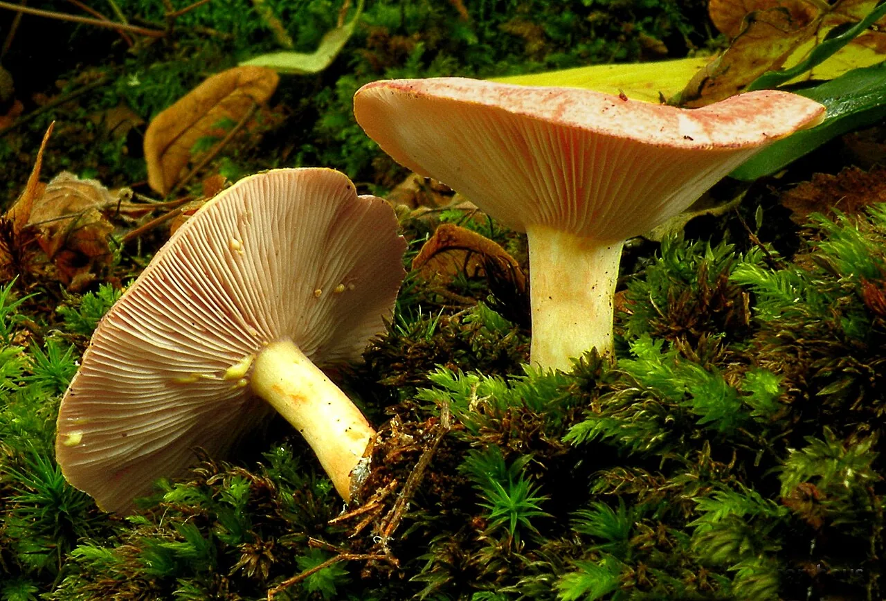 Lactarius chrysorrheus (Lactarius chrysorrheus) — photo mycologique