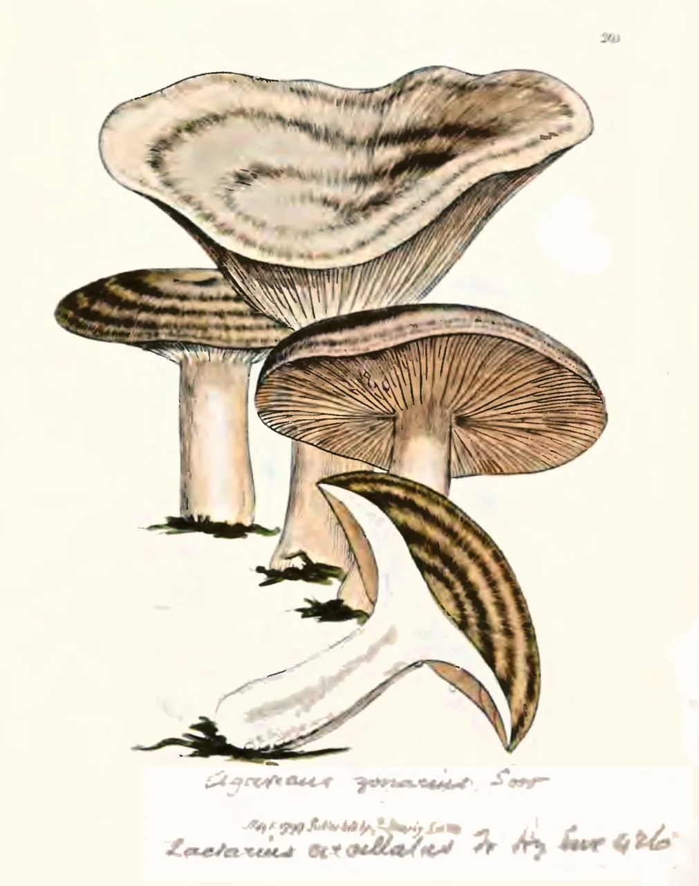 Lactarius circellatus (Lactarius circellatus) — photo mycologique