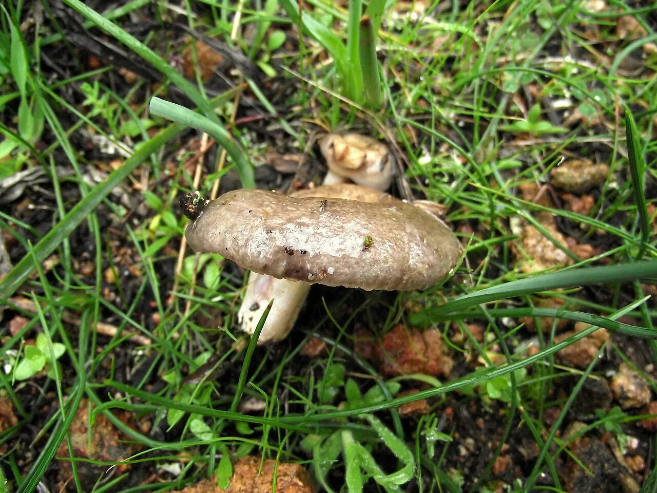 Lactarius cistophilus (Lactarius cistophilus) — photo mycologique