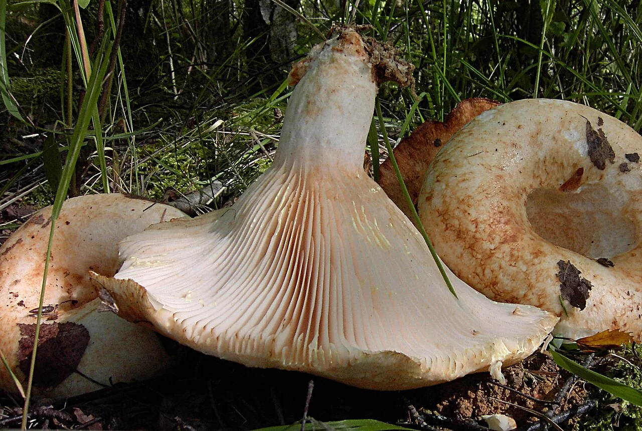 Lactarius citriolens (Lactarius citriolens) — photo mycologique