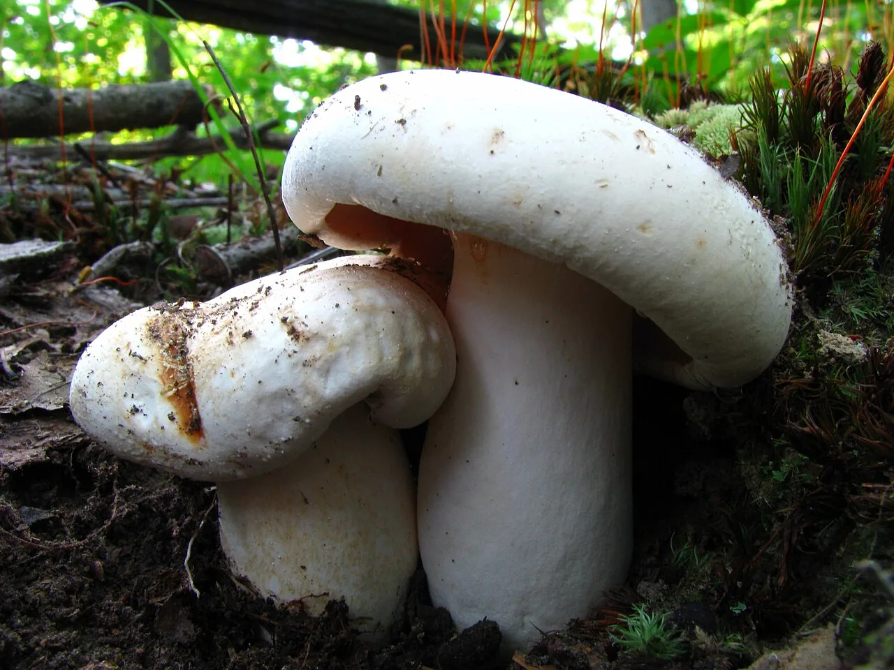 Lactarius deceptivus (Lactarius deceptivus) — photo mycologique