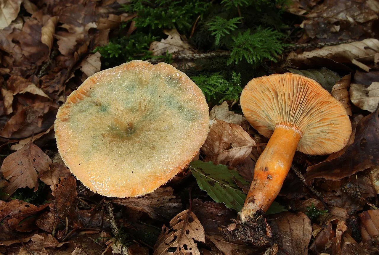 Lactarius deterrimus (Lactarius deterrimus) — photo mycologique