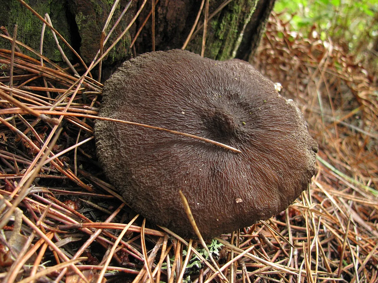 Lactarius fallax (Lactarius fallax) — photo mycologique