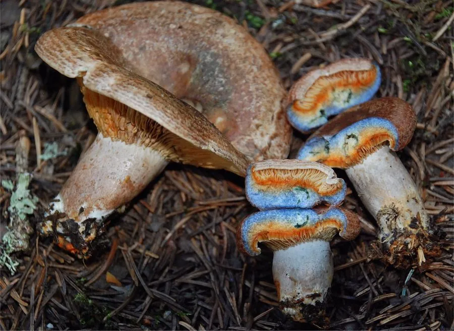 Lactarius fennoscandicus (Lactarius fennoscandicus) — photo mycologique