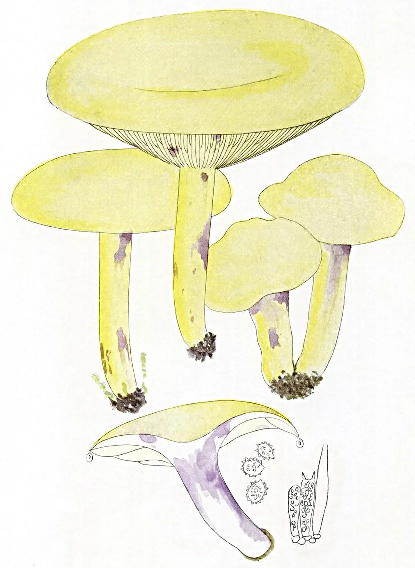 Lactarius flavidus (Lactarius flavidus) — photo mycologique