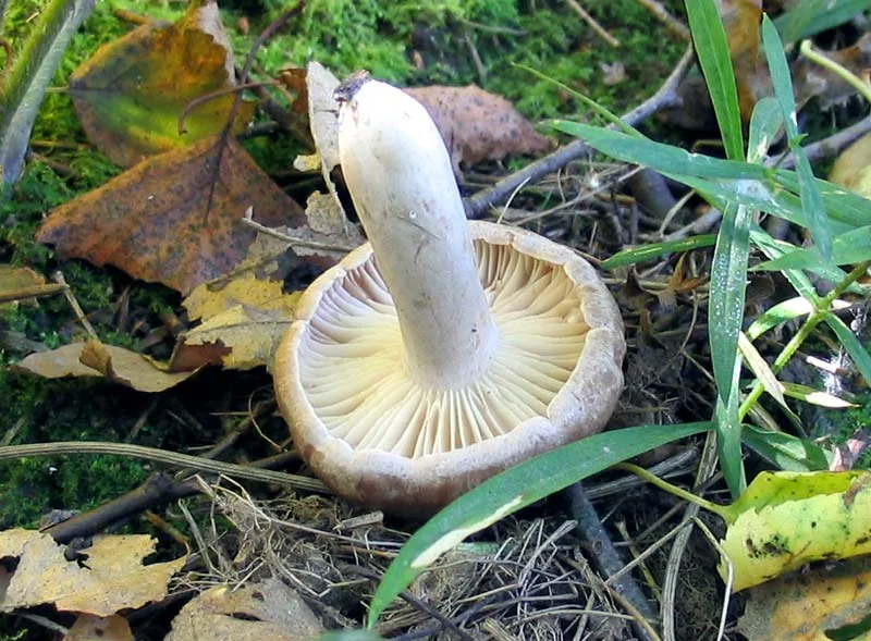 Lactarius flexuosus (Lactarius flexuosus) — photo mycologique