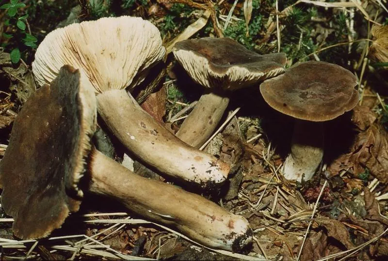 Lactarius fuliginosus (Lactarius fuliginosus) — photo mycologique