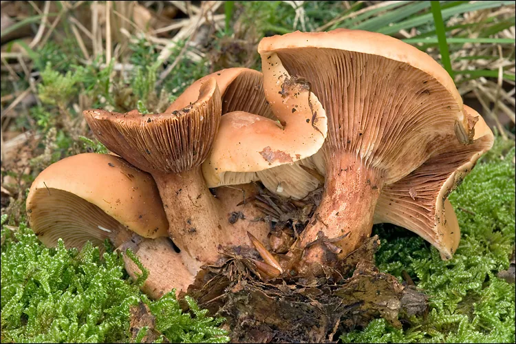Lactarius fulvissimus (Lactarius fulvissimus) — photo mycologique