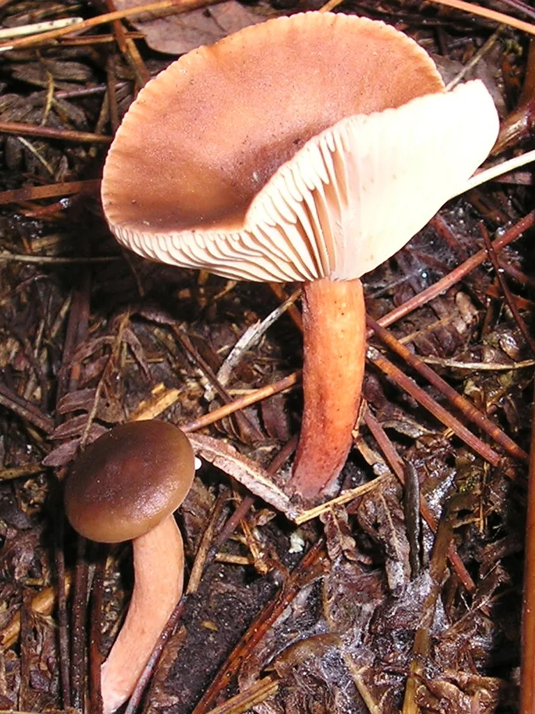 Lactarius hepaticus (Lactarius hepaticus) — photo mycologique
